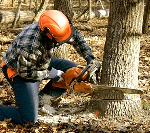 Tree Removal in Hettick, IL